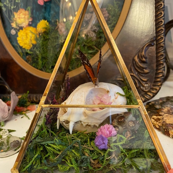 🐈⬛ 🦋 ☠️ in Triangular Terrarium - Picture 5 of 6